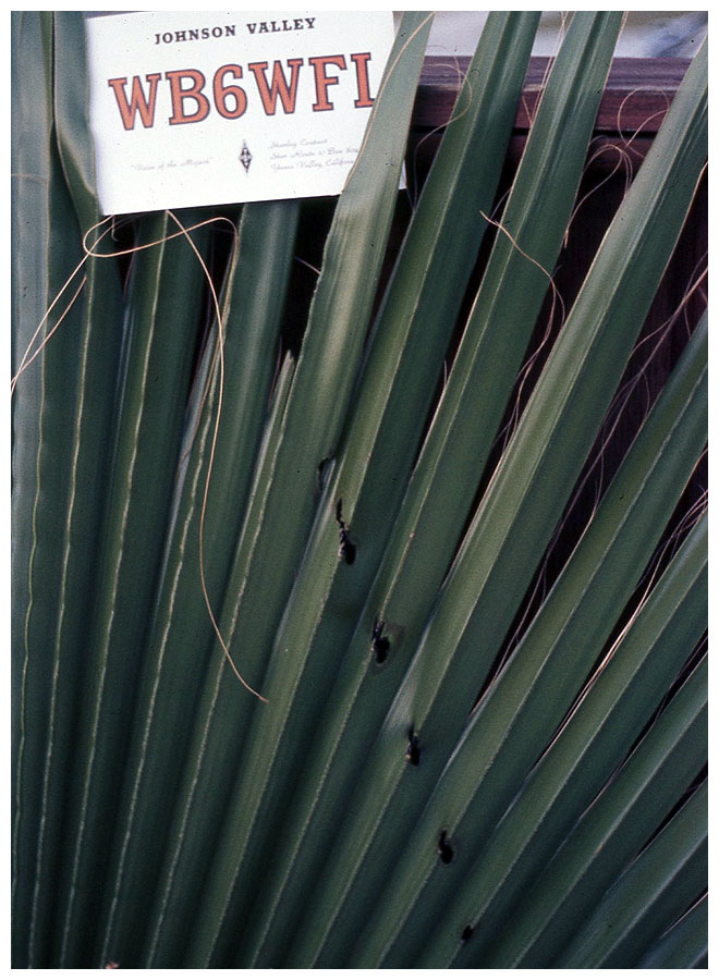 Frond 1