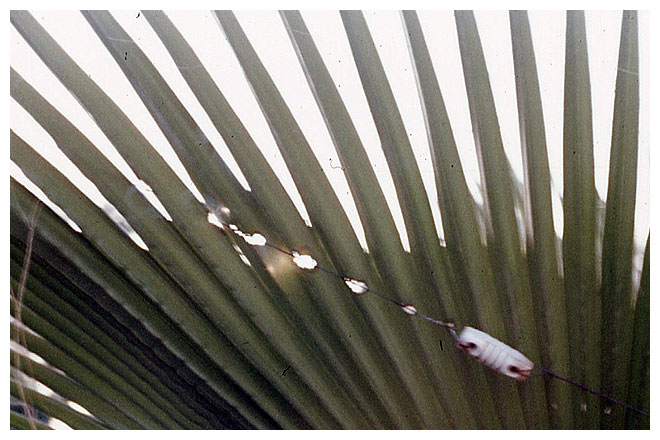 Frond 2