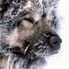 Arctic Expedition
